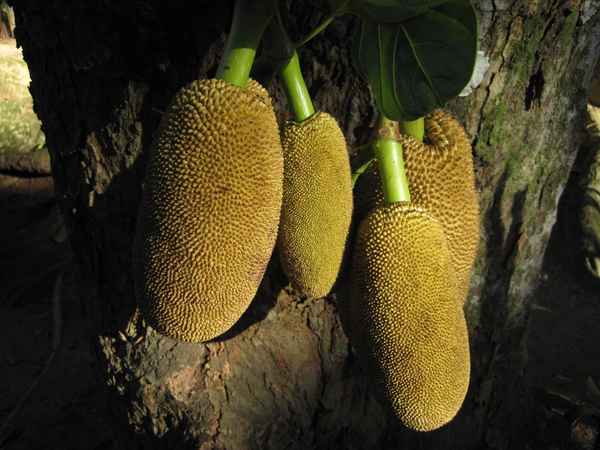 Jackfruchtbaum-Früchte am Jackfruchtbaum