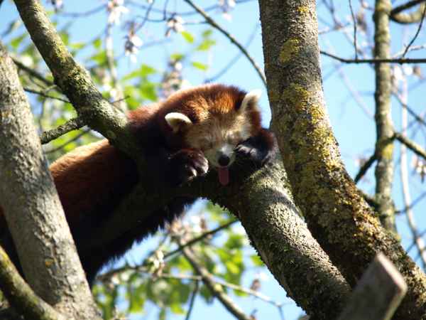 Müder Panda