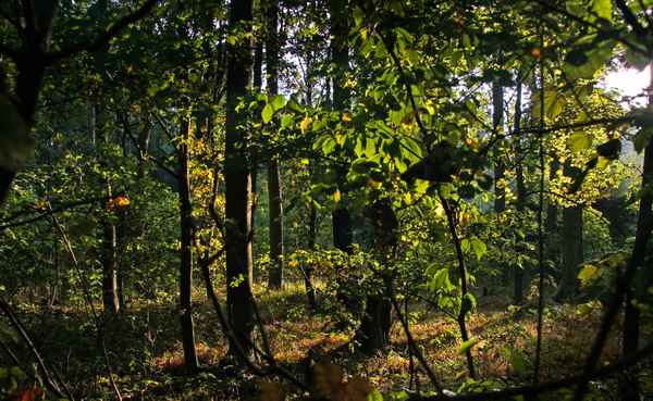 Wandern durch das Unterholz