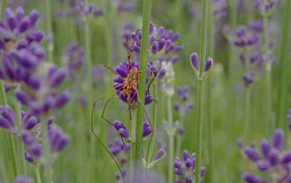 Spinne(n) am Morgen - gibt Kummer und Sorgen