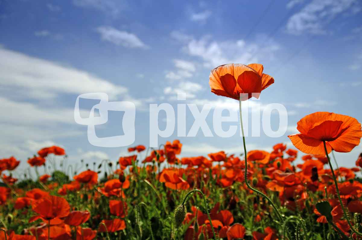 Mohn vom Mond
