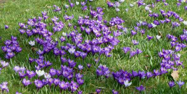 Frühling in Lila