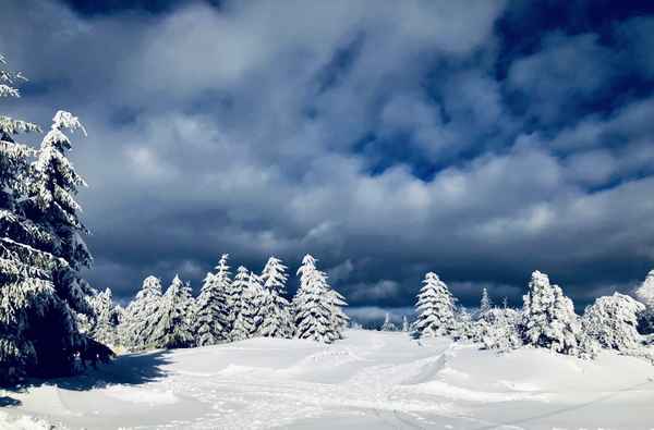 Schneetannen vor dunklem Himmel