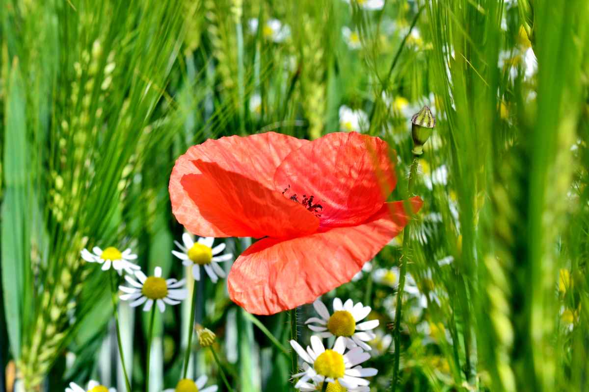 Mohnblume