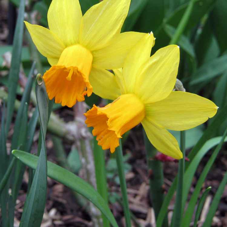 Osterglocken (Narzissen) 2020