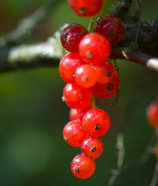 Johannisbeeren am Strauch