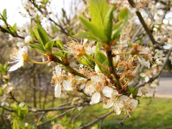 Mirabellenblüten