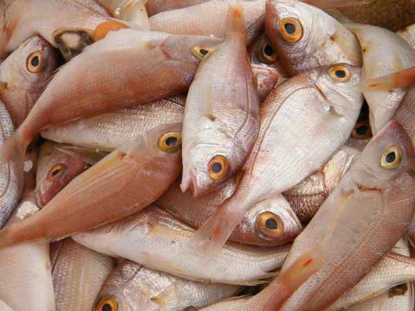 Fische