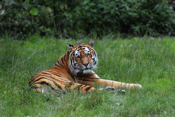 Knuthenborg Safaripark auf Lolland