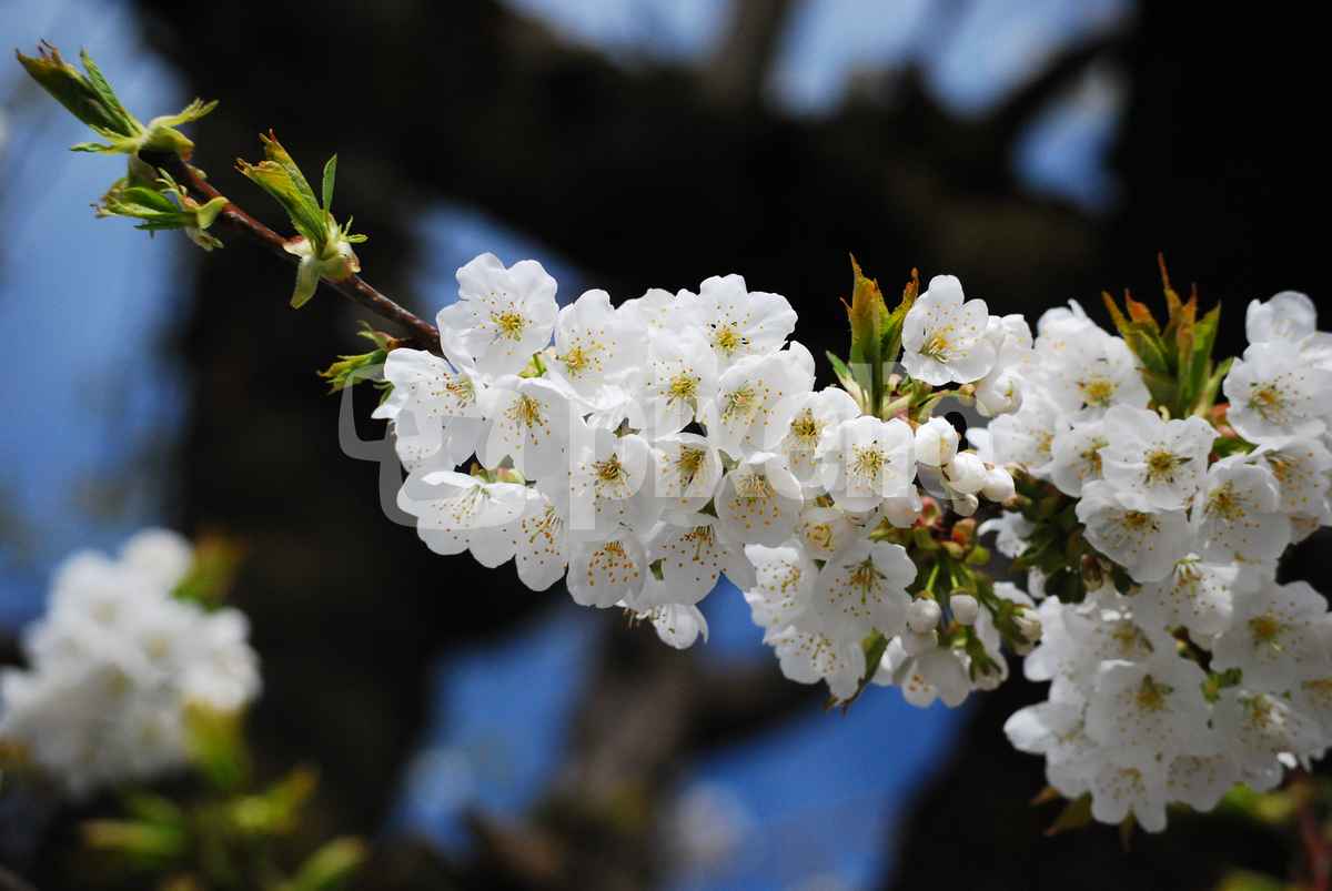 Ebneter Kirschblüte