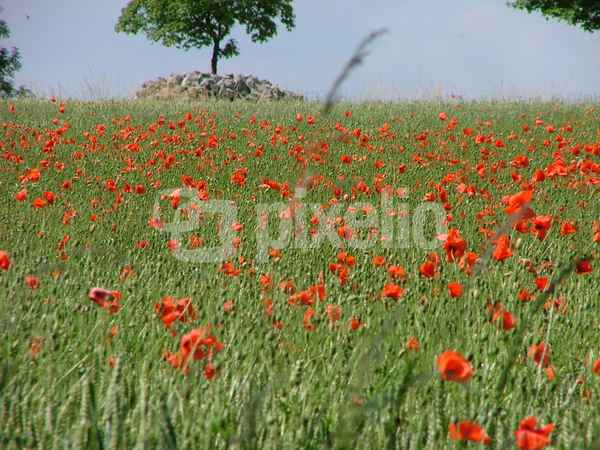 Ortsrand 2