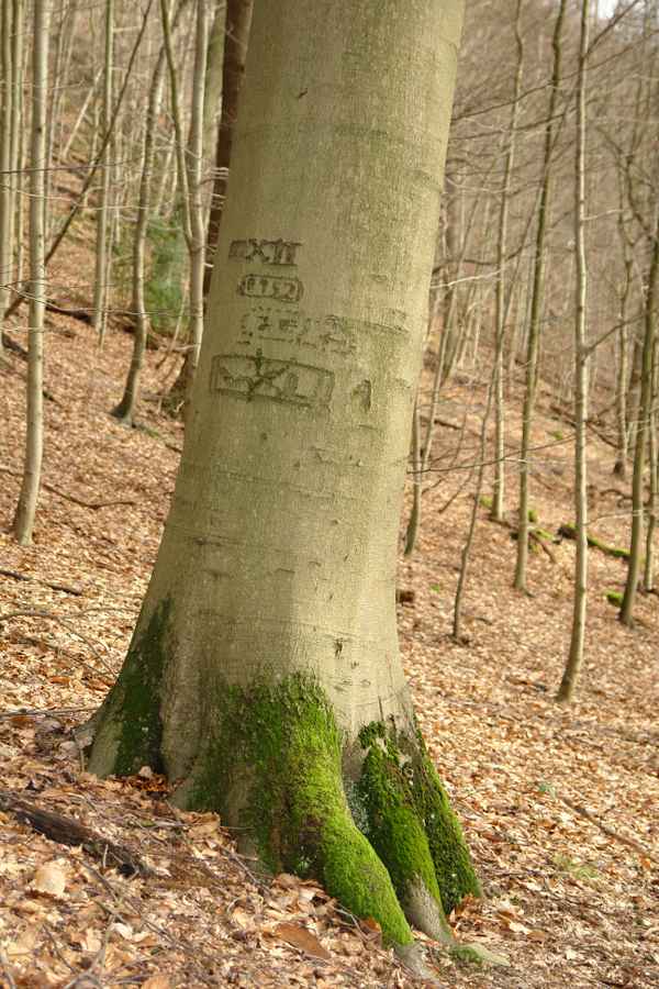 Baumgraffiti von 1952