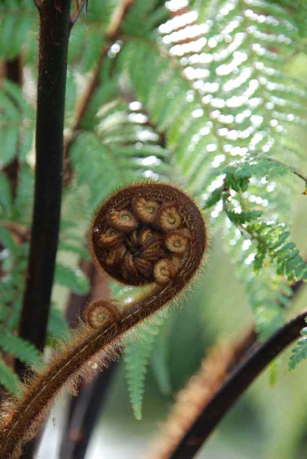 Farn in Neuseeland