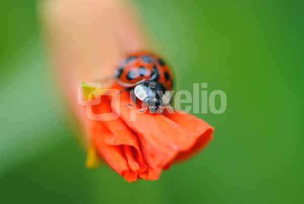 Ein Traum in orange