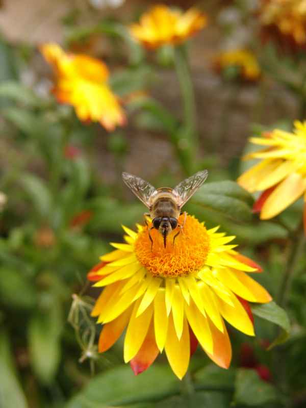 Besuch
