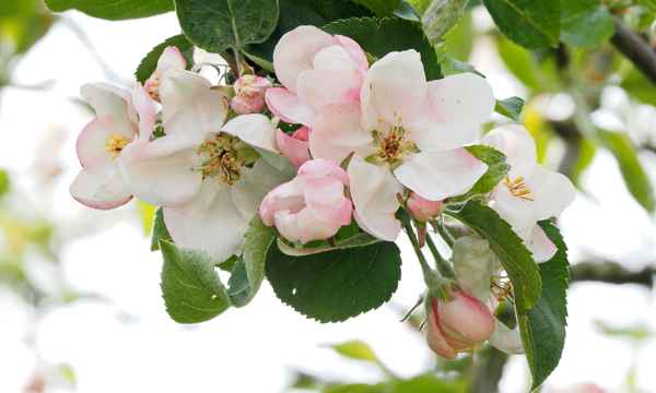 jonathanapfel-blüte
