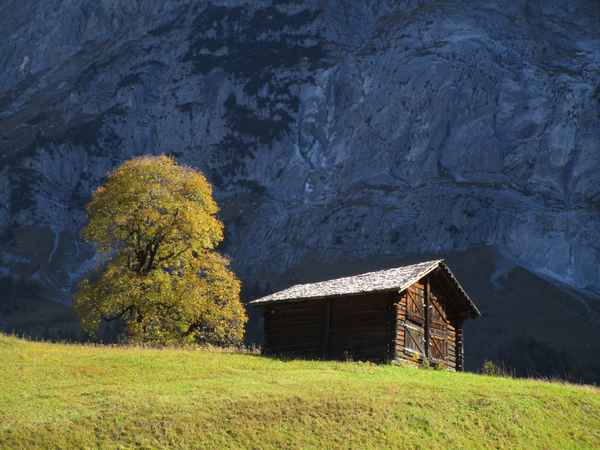 Herbstbaum an der Grossen Scheidegg