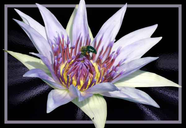 Lotus sprengt Rahmen