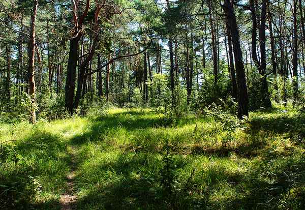Kiefernwald