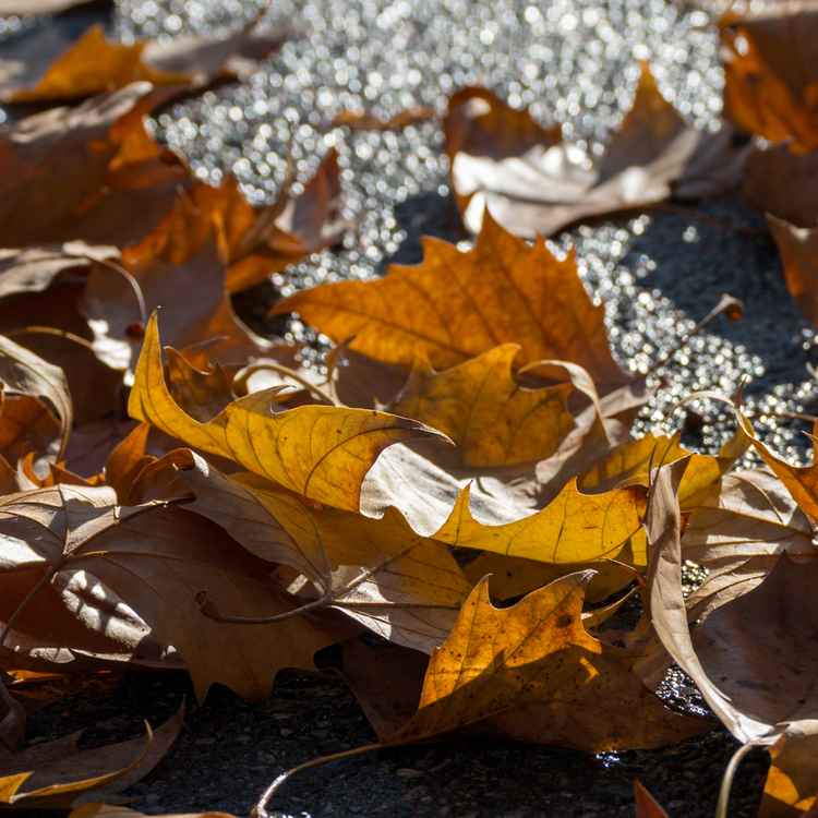Herbstblatt