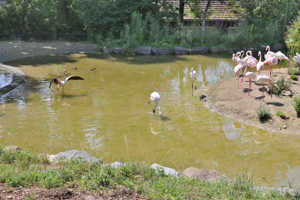 Flamingo Teich
