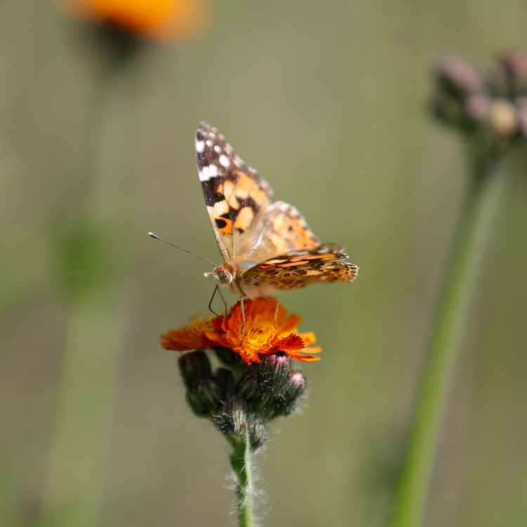 Habichtskraut mit Schmetterling