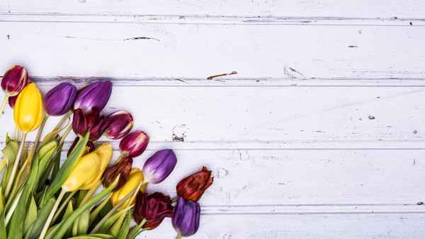 Tulpenstraus