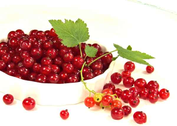 Nasch mich - ich bin die Jobeere