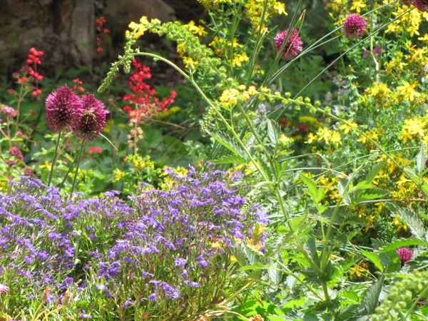 Bunte Blumenvielfalt im Garten