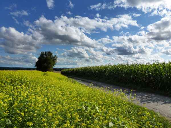 Landwirtschaft mit Raps- und Mais-Anbau