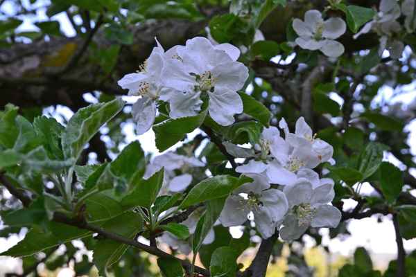 Apfelblüte