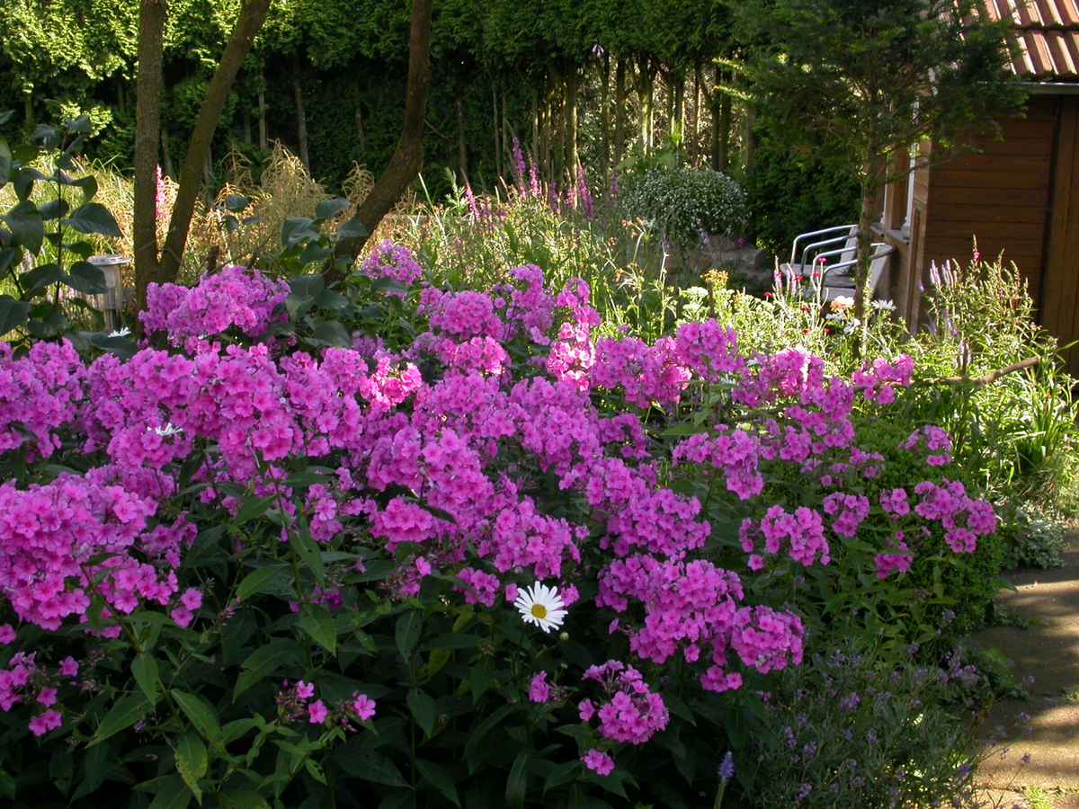 Rosa Phlox