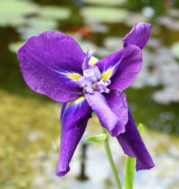 Iris Kaempferie