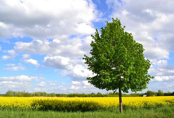 der Lindenbaum
