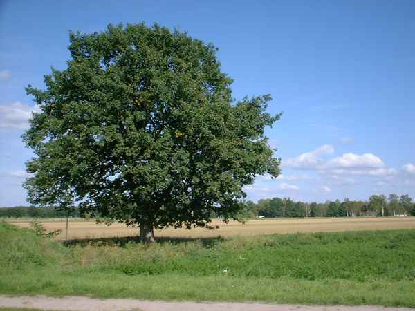 Mein Freund der Baum