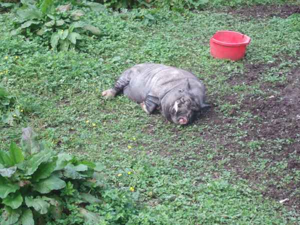 Faules Schwein