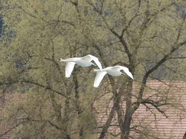 Zwei fliegende Schwäne