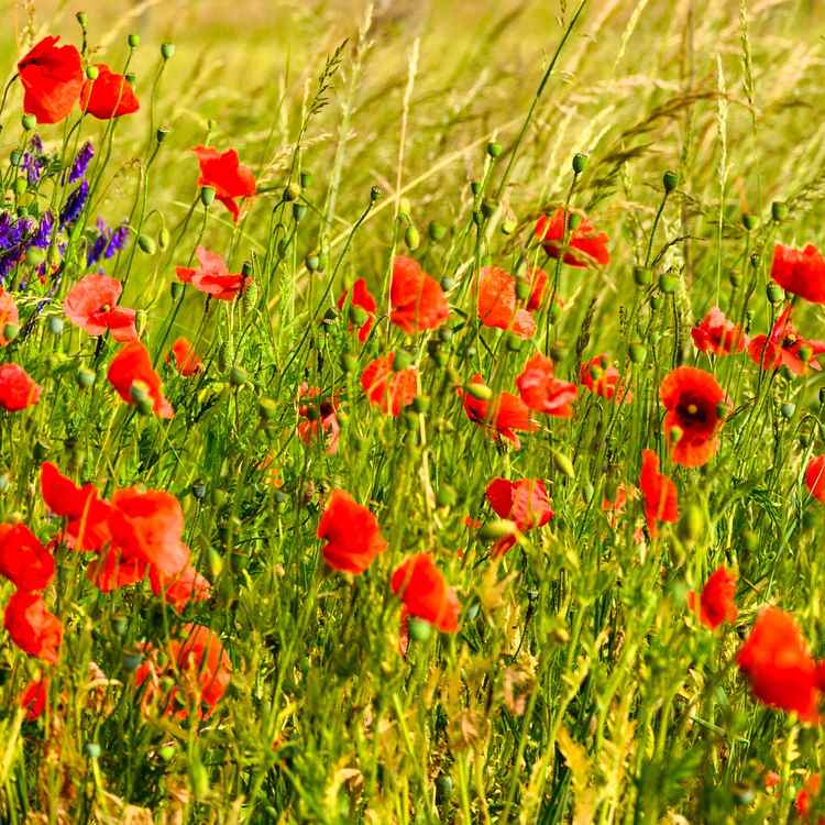 Roter Mohn wird wieder blühn