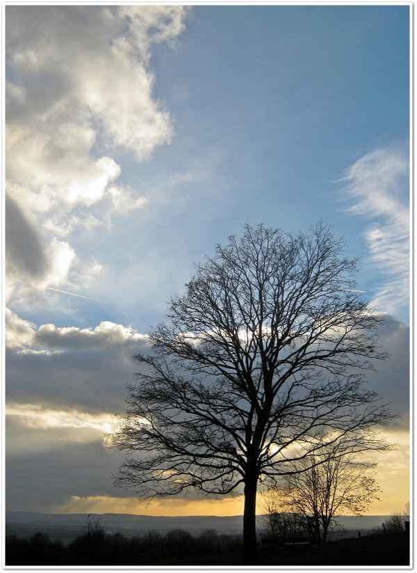 Novemberbaum