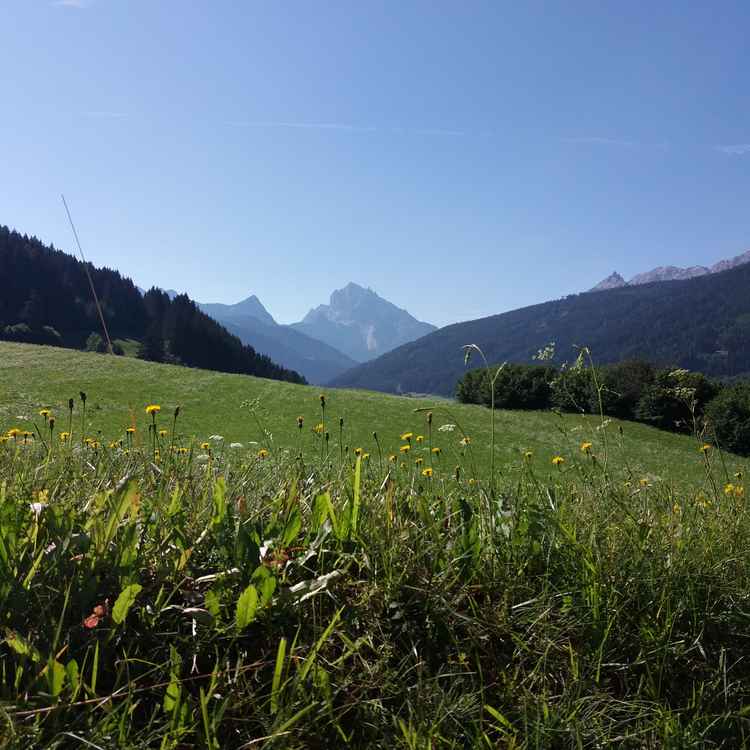 Bergwiese mit Dürrenstein