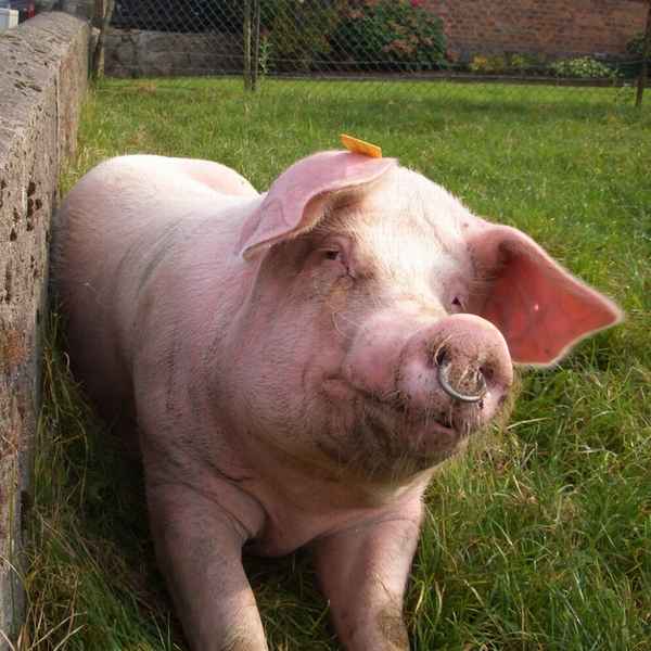 Ein glückliches Schwein aus Allermöhe