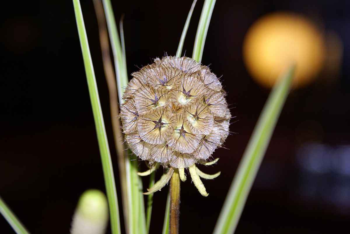 Strohblume