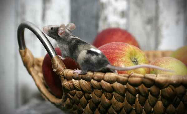 Maus