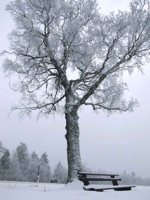 freie Bank im Winter