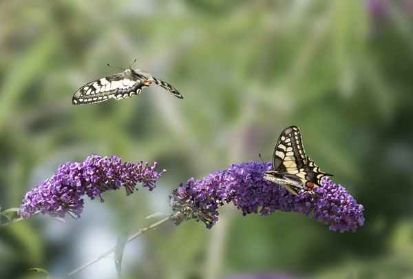 Zweimal Schwalbenschwanz