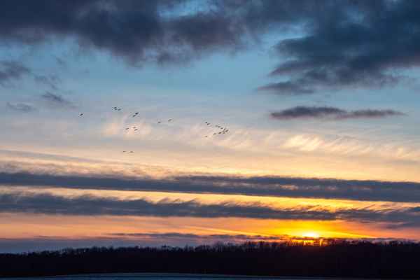 Kraniche im Sonnenuntergang
