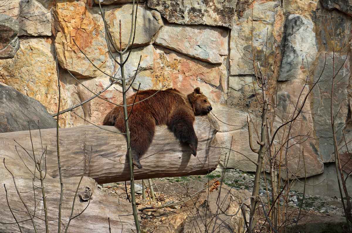 Braunbär oder Faulpelz