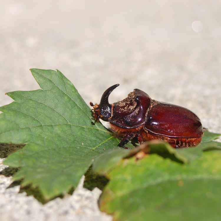 Nashornkäfer (Oryctes nasicornis)