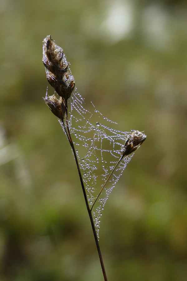 Kunstwerk der Natur