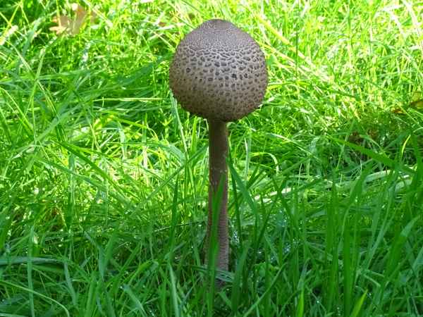 Pilze